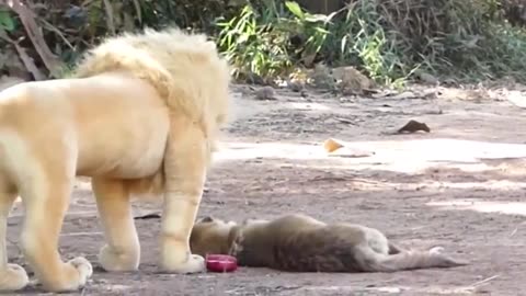 Best Funny Animal Videos Compilations