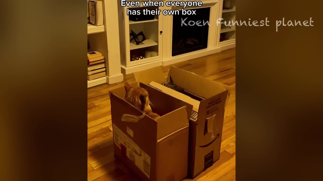 New Funny Animals π
Funniest Dogs And Cats Videos 2023πΆπΊ