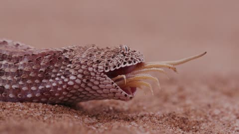 Snake 🐍🐍🐍🐍