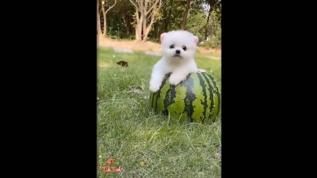 Most famous and cute puppies in the world | Tiktok compilation 2021