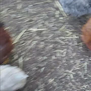 Chickens Need Space Too