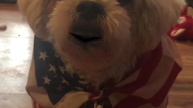Patriot Loulou aka Louis news 📰 since the enemy of our people MSM only puts out fake news 📰🇺🇸💙😳