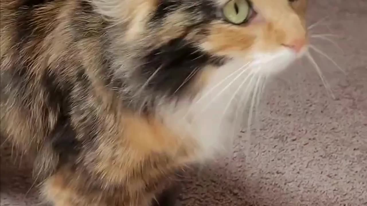 Cute Cats & Funny Cats 😍😍😅😅 #cats #reels #shorts #viral #pets #mmvcats
