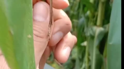 This giant, noisy bug looks just like a leaf!