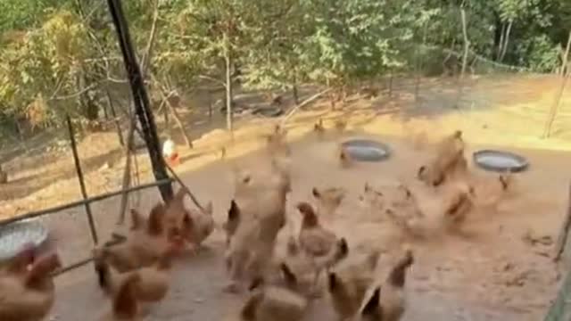 episode 2 wake up at the morning #foryou #animals #funny #lol #pet #fyp #chicken