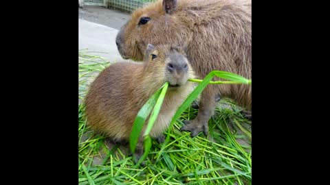 Capybara