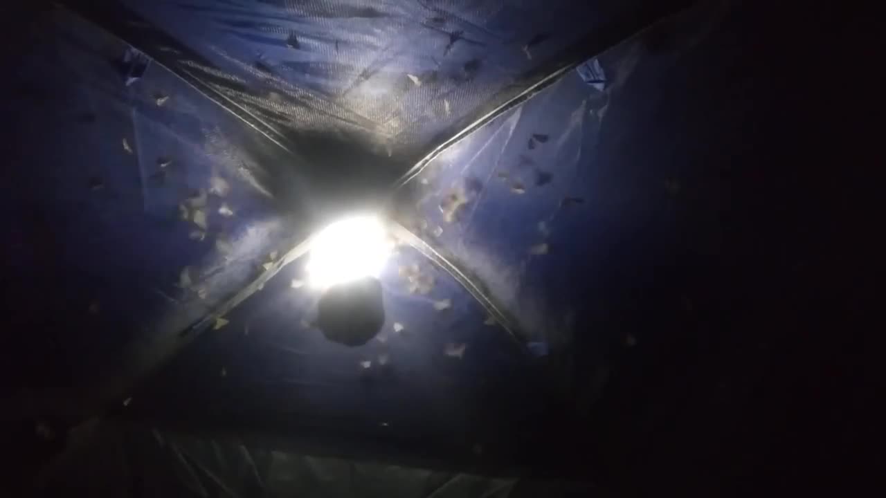 Moths in my tent