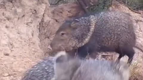 Funny Boar