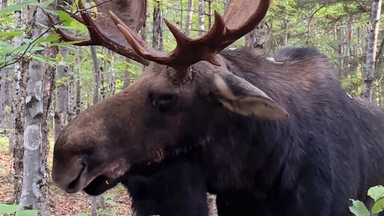 Man Has Close Encounter With a Rutting Bull Moose