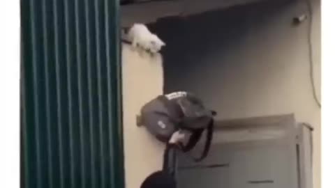 Guy rescue the cat from height || humanity still live || viral cats