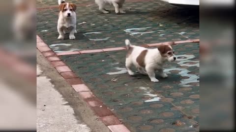 Funny Cat and Dog Videos That Will Make Your Day