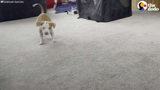 Puppy Who Couldn't Stop Shaking Loves Wrestling With A Cat The Dodo Little But Fierce