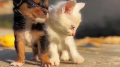 Cutee cat and Doggy