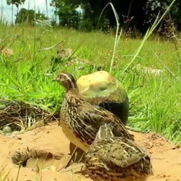 Amazing_Unique_Bird_Trap__Quail_Trap_#shorts(720p)