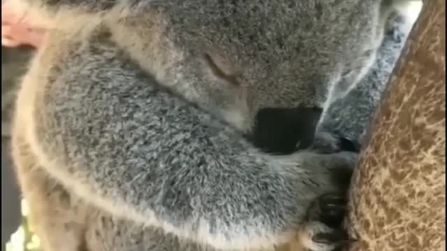 Sweet koala sleeping on a tree