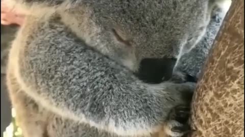 Sweet koala sleeping on a tree