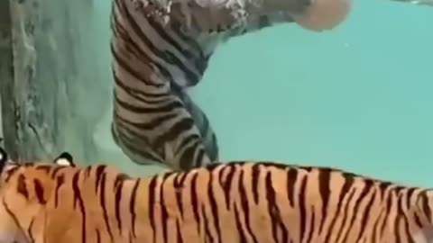 Tiger Playing With The BALL…