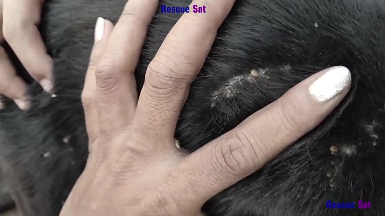 Removal Any Big Ticks On The Poor Dog##03