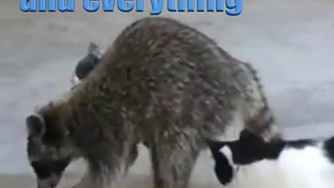 Repost 🦝