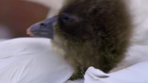 How to make a carrot 🥕🌽🌽 the sky is the average weight of a