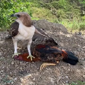 Hawke eagle attack on hen 💔💔💔
