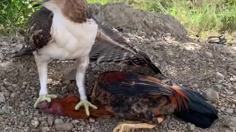 Hawke eagle attack on hen 💔💔💔