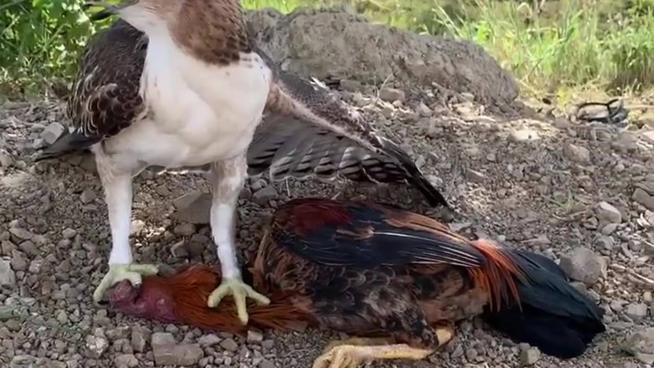 Hawke eagle attack on hen 💔💔💔