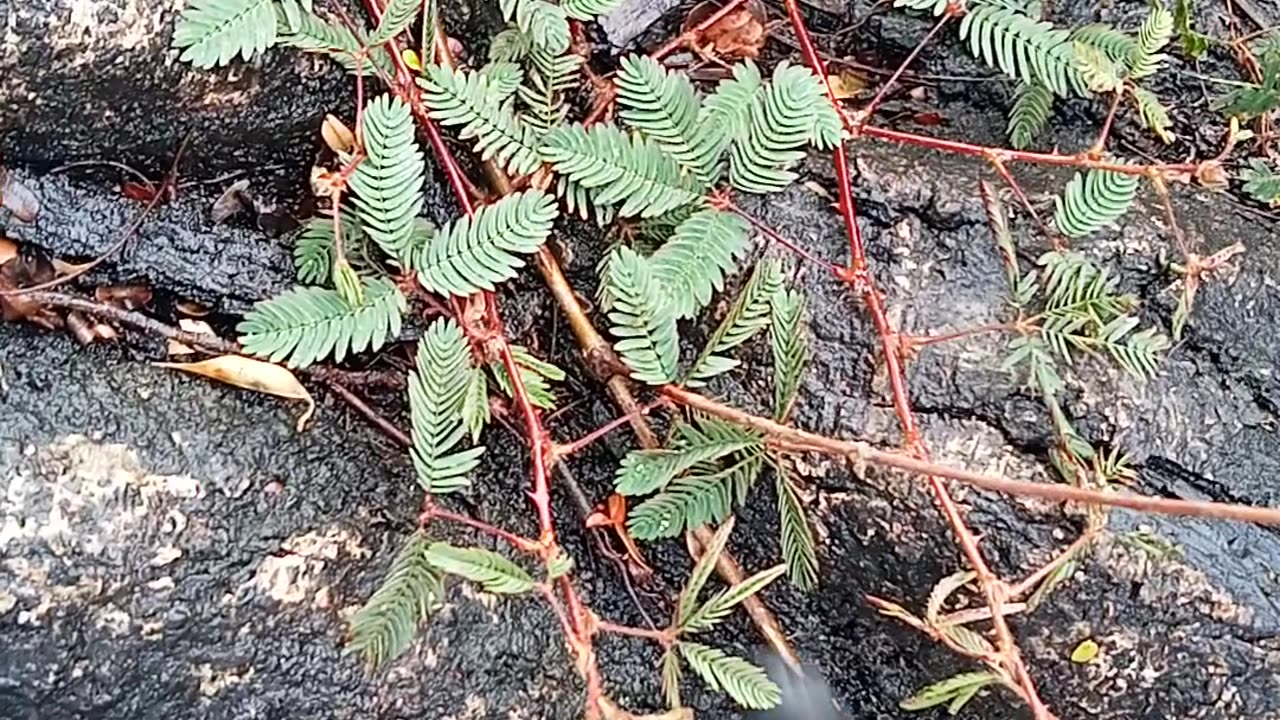 Sensitive plant