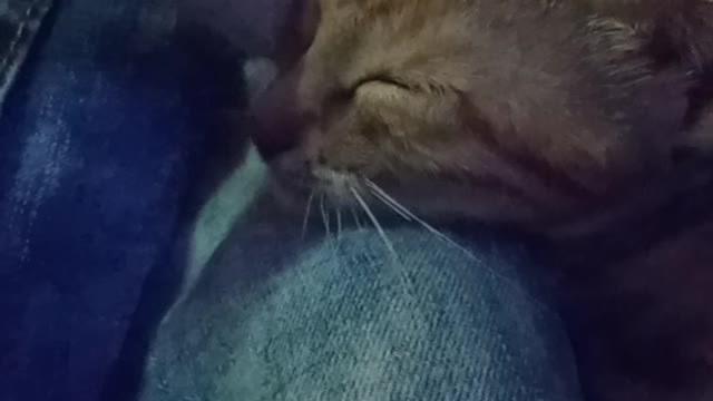 My cat is naughty and loves to sleep on my feet