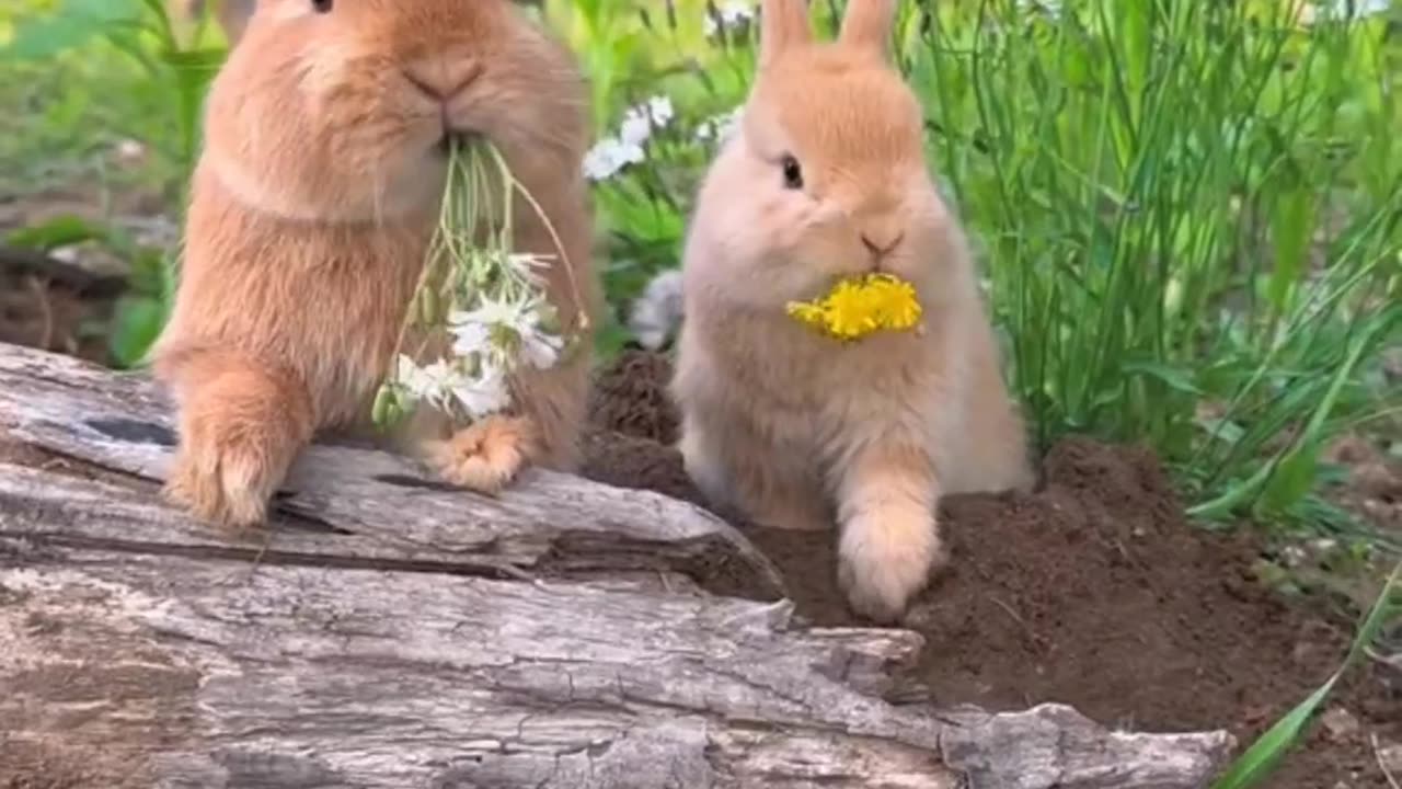 rabbit cute