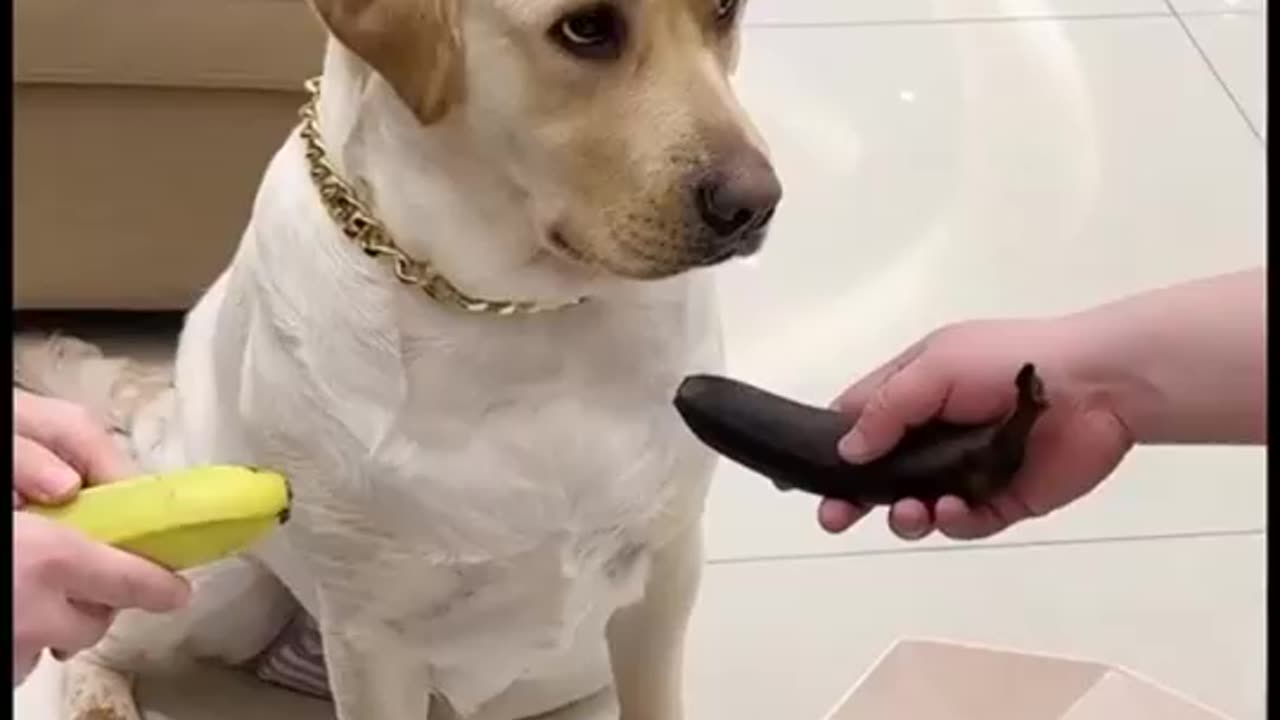 Funny dog video