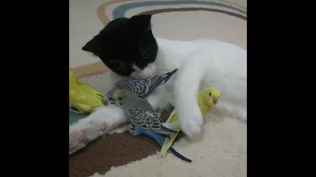 Look at the affection this cat has for birds