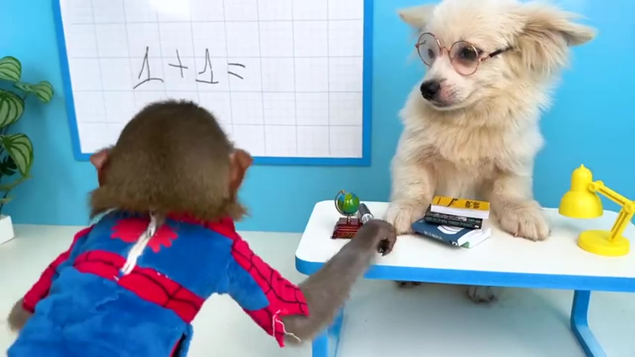 Monkey Baby Bon Bon Going To School | Pets4Videos