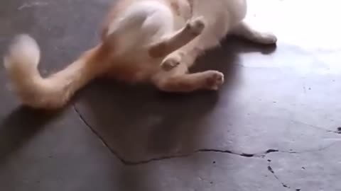Funny Animal Videos 2024 Best Dogs And Cats Videos 😺😍short,viral,tiktok