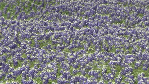 BLUEBONNETS