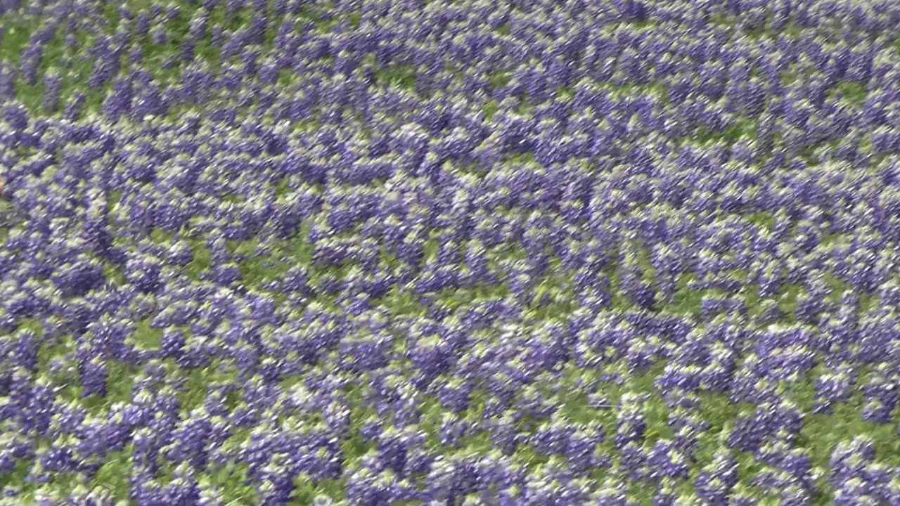 BLUEBONNETS