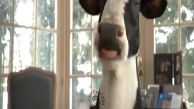 funny cow dance