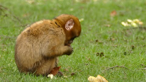The monkey eats beautifully