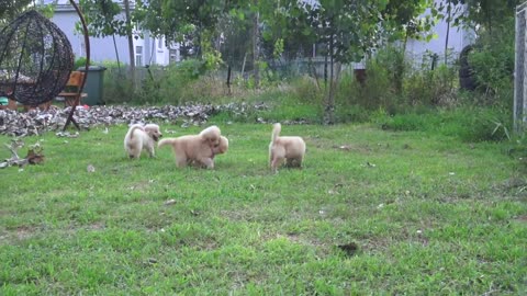 My golden retriever babies