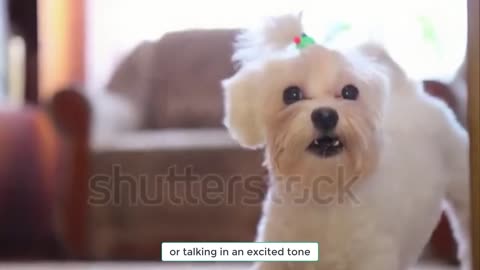 5 Easy Tricks To Train Your Dog #dog #cat #dogtraining 