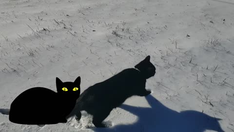 CHRISTMAS EVE: TWO BLACK CATS IN THE SNOW