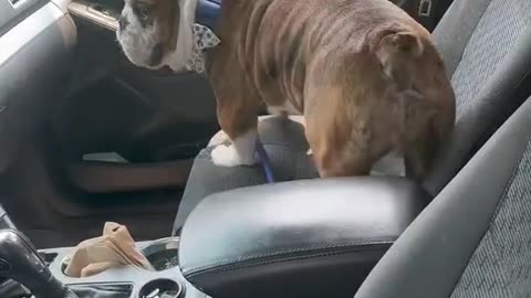 Doggy funny https://youtu.be/lmarCA_t7ic