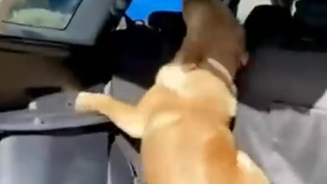 Funny animal video