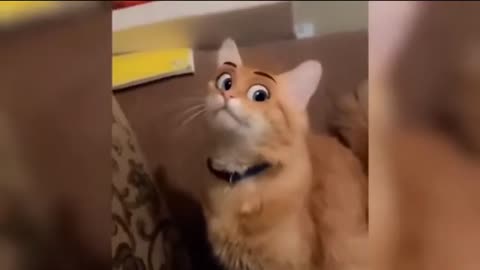 funny dog and cat video 🤣 funny video 2023