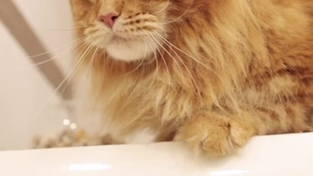 Funny Cat 🐈 Video 😂