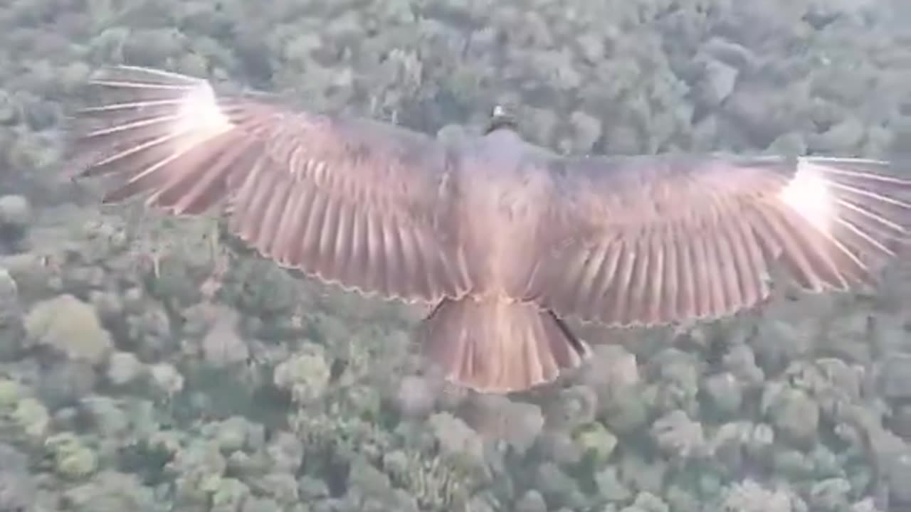 HIGHER Friendly Eagle