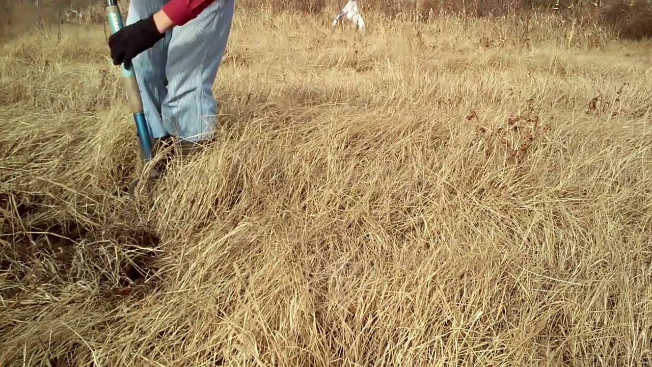 digging up the 2023 red peanuts