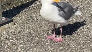 Seagull Stretches Its Beak Wide Open