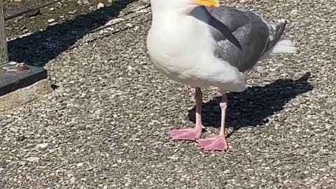 Seagull Stretches Its Beak Wide Open