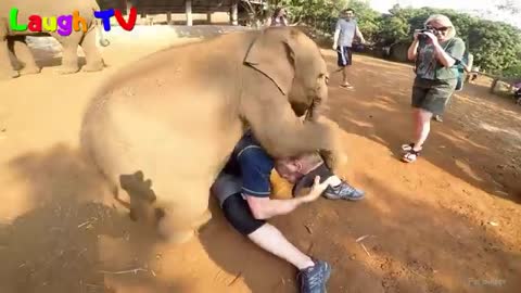 CUte Elephant - Funny Elephants Trolling Human Compilation_Cut